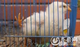 小鸡视频,趣味横生的萌宠日常